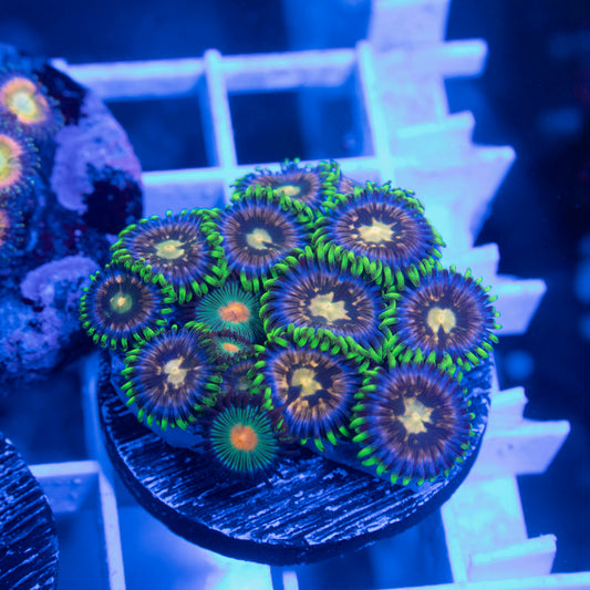 Nirvana Zoa - AquaGemCorals