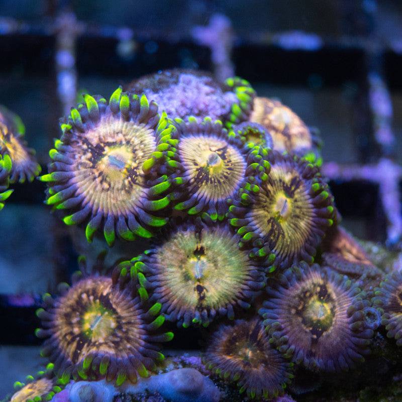 Nirvana Zoa – AquaGemCorals