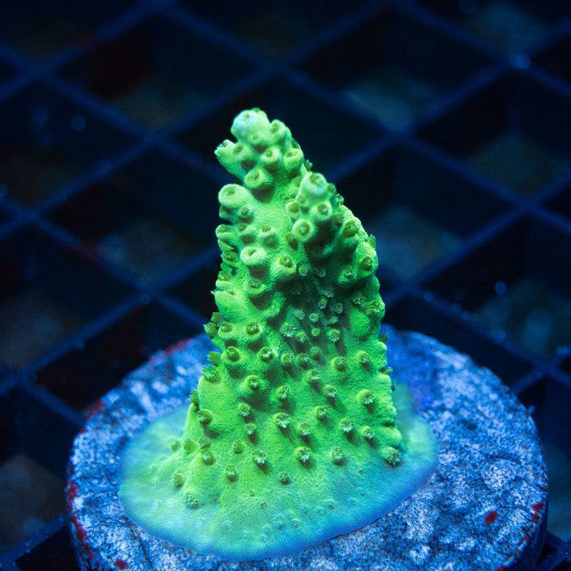 No Name Acro - AquaGemCorals