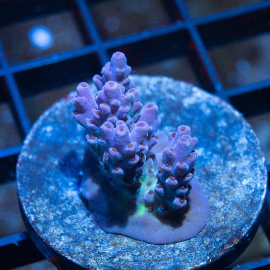 No Name Acro - AquaGemCorals