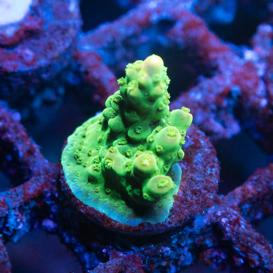 No Name Acro