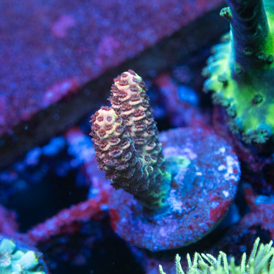 No Name Acro