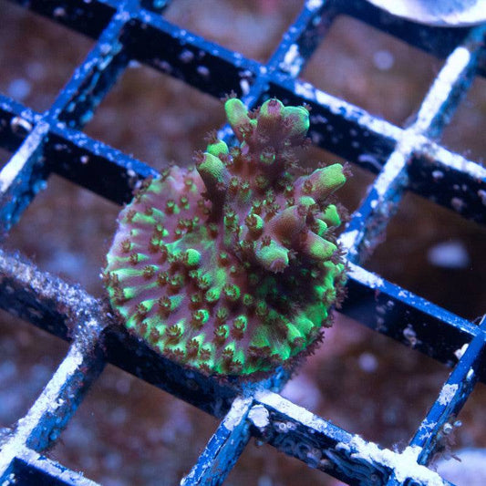 No Name Acro - AquaGemCorals