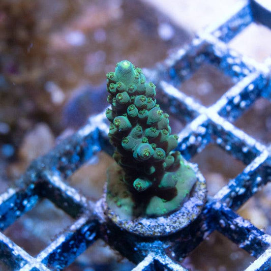 No Name Acro - AquaGemCorals