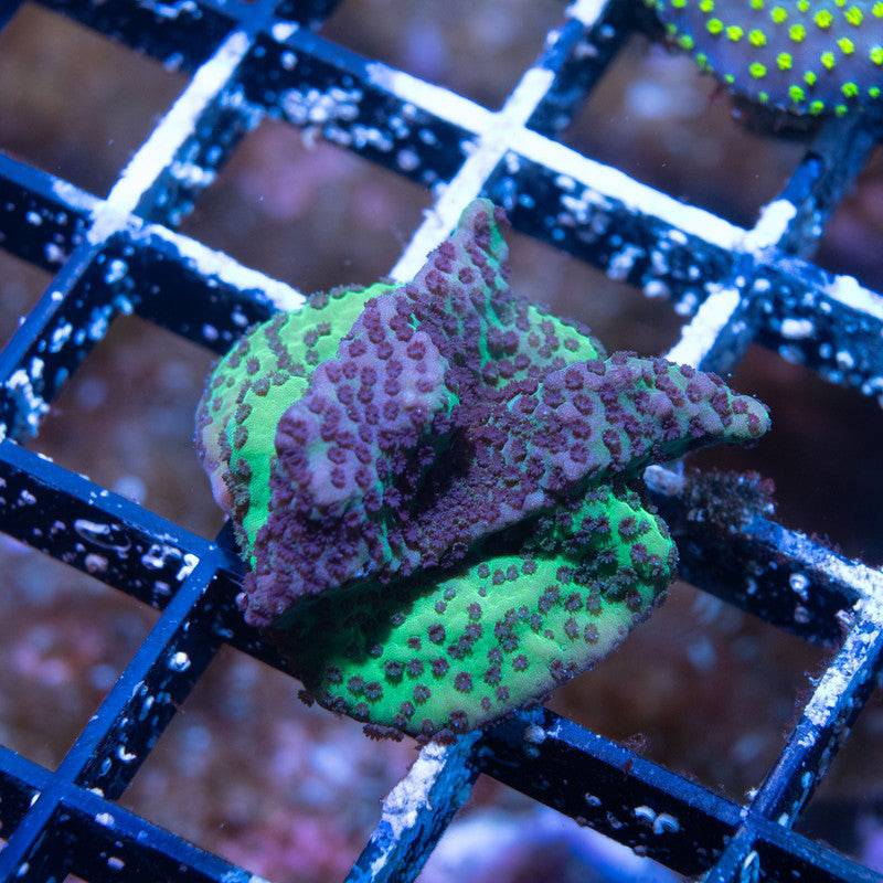 No Name Acro - AquaGemCorals