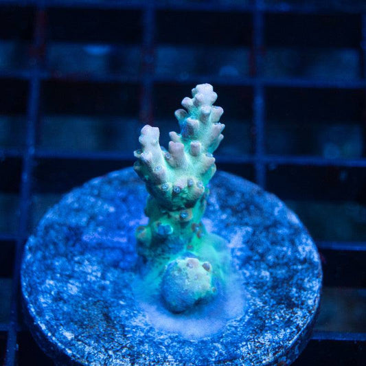 No Name Acro - AquaGemCorals