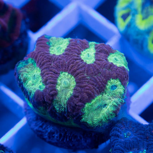 No Name Favia - AquaGemCorals