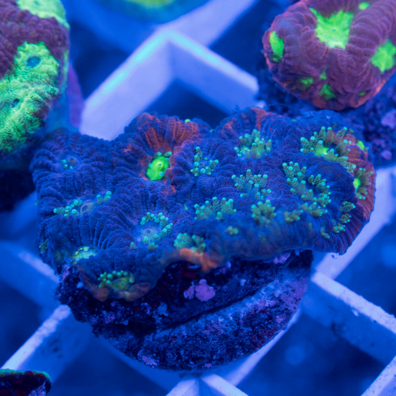 No Name Favia - AquaGemCorals