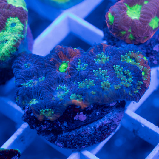 No Name Favia - AquaGemCorals