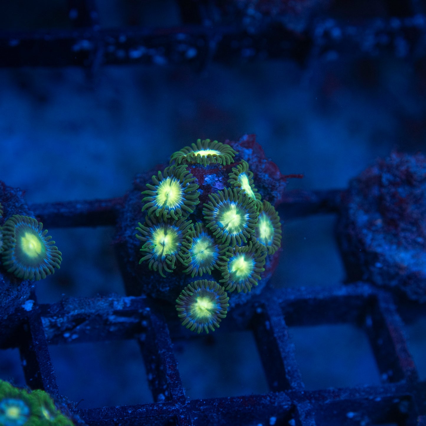 No Name Zoas