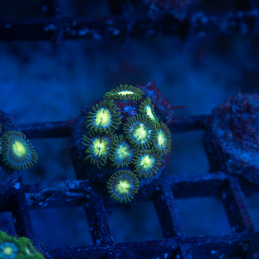 No Name Zoas