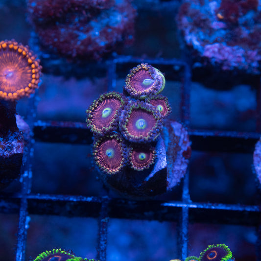 No Name Zoas