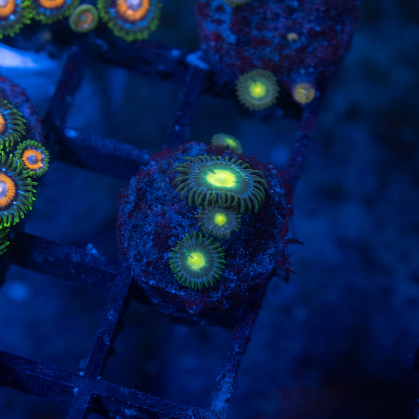 No Name Zoas