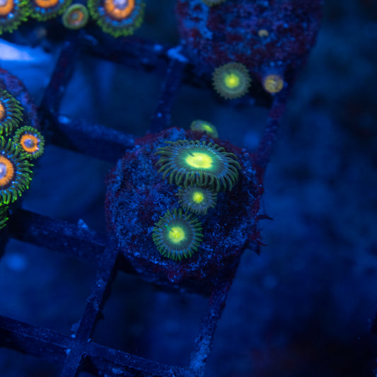 No Name Zoas