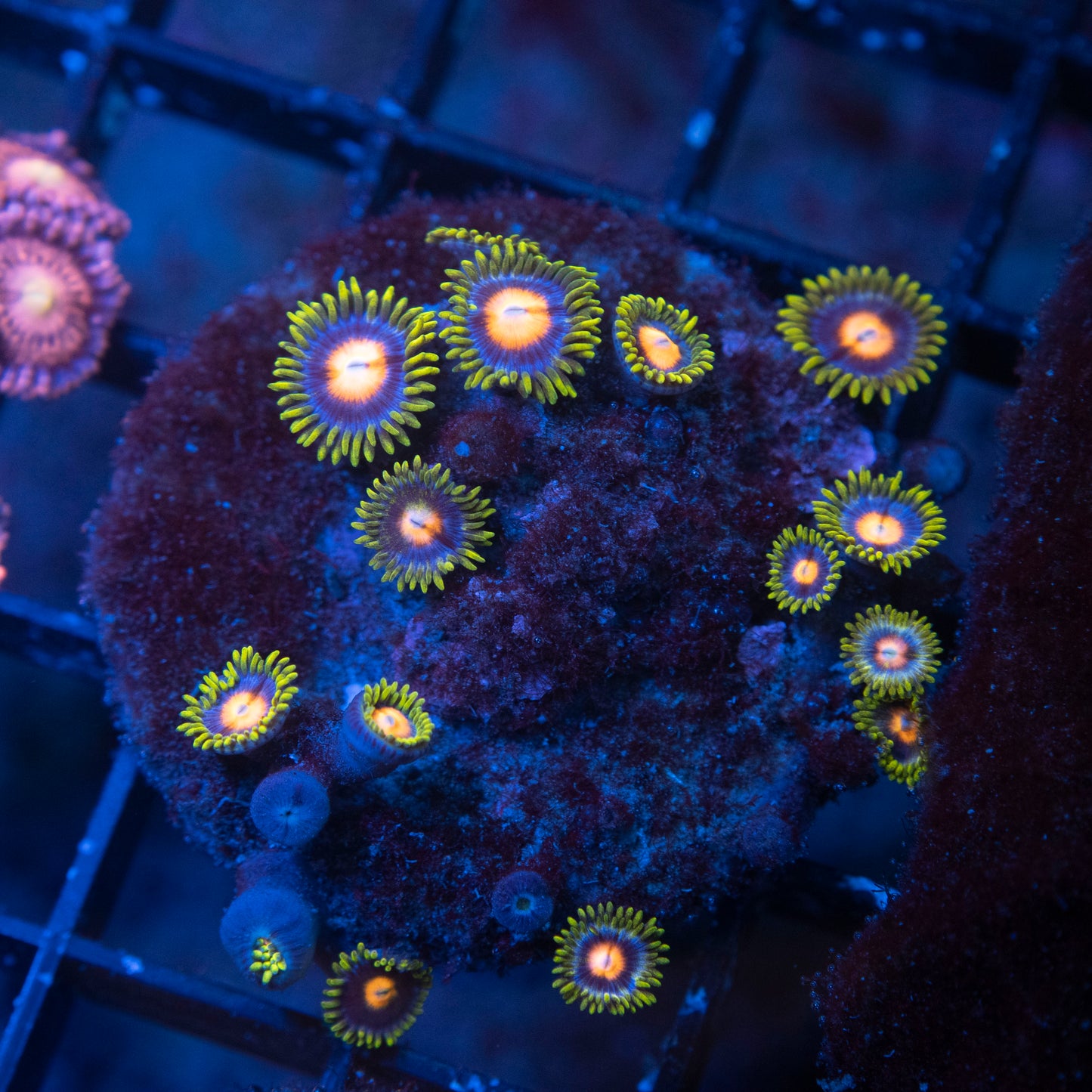 No Name Zoas