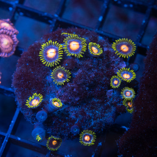 No Name Zoas