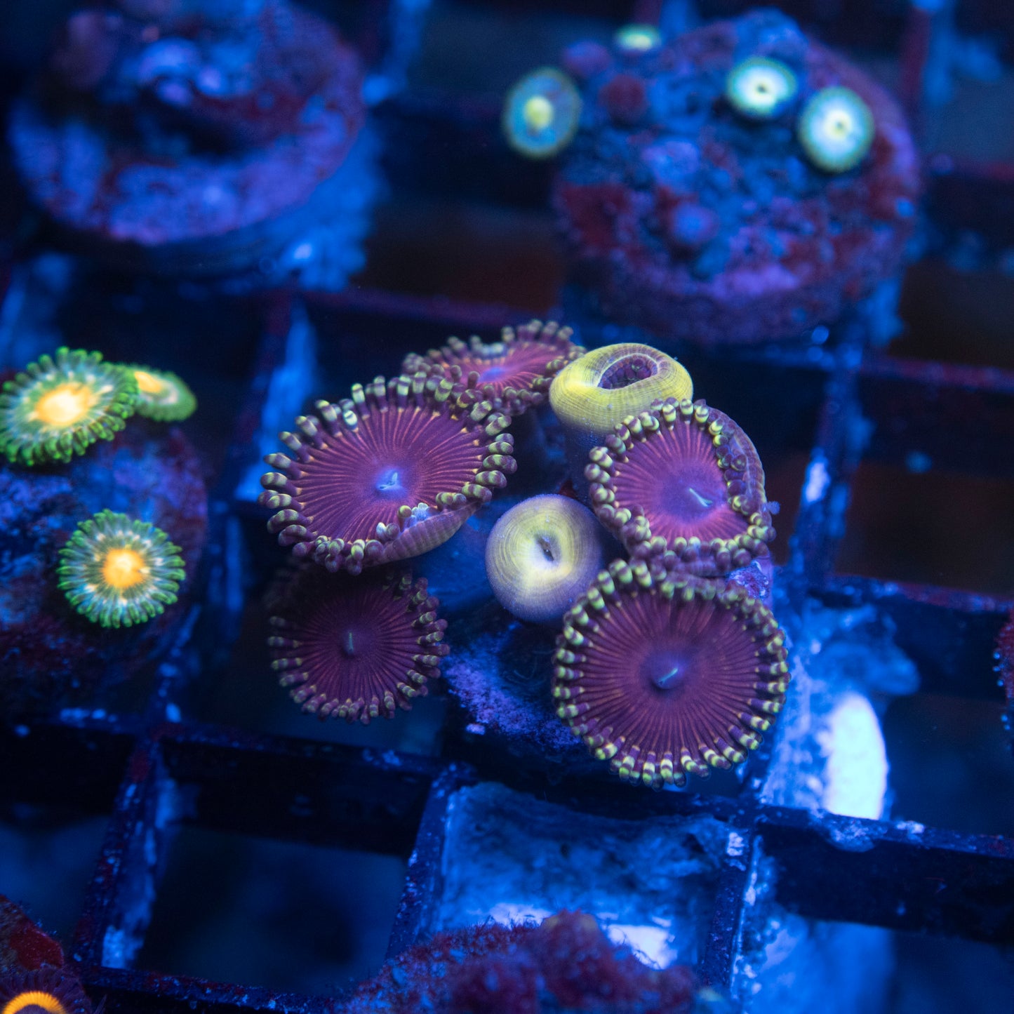 No Name Zoas