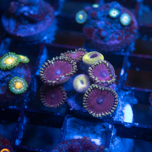 No Name Zoas