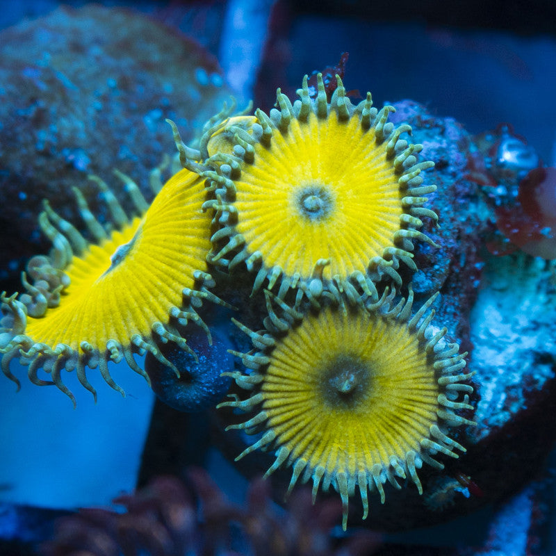Nucalar Death Zoas live coral for reef aquarium