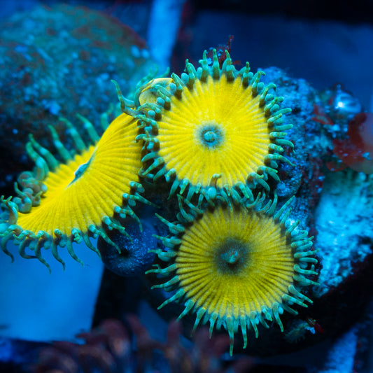 Nucalar Death Zoas