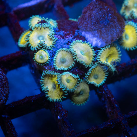 Nuclear Death Palythoa - AquaGemCorals
