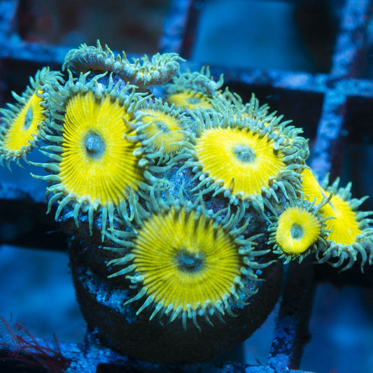Nuclear Death Zoas live coral for reef aquarium