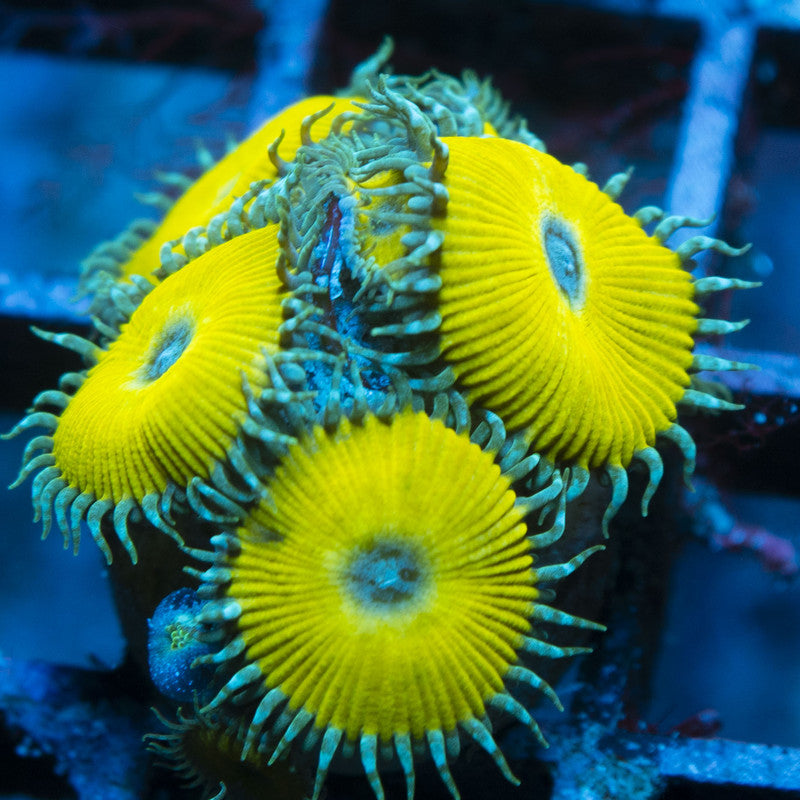 Nuclear Death Zoas live coral for reef aquarium