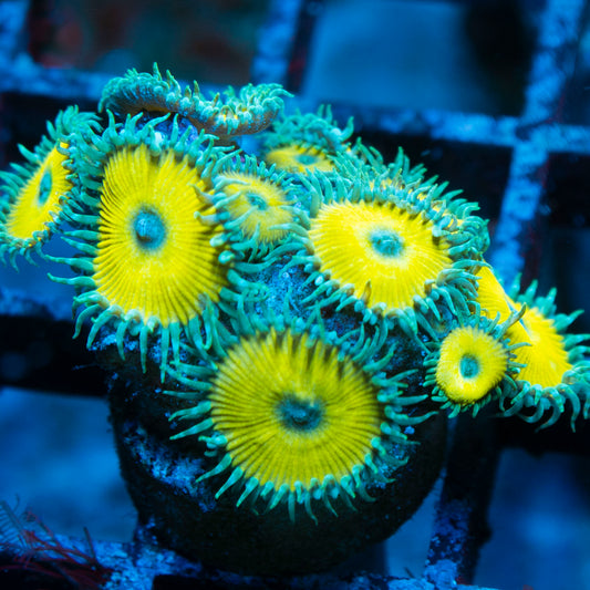 Nuclear Death Zoas