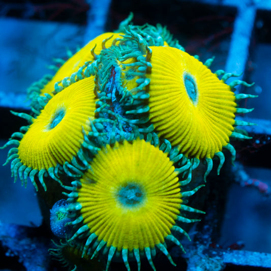 Nuclear Death Zoas