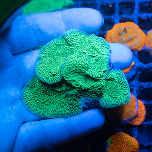 ORA Blue Polyp Montiopora Coral