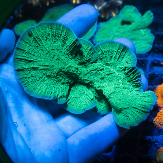 ORA Blue Polyp Montiopora Coral