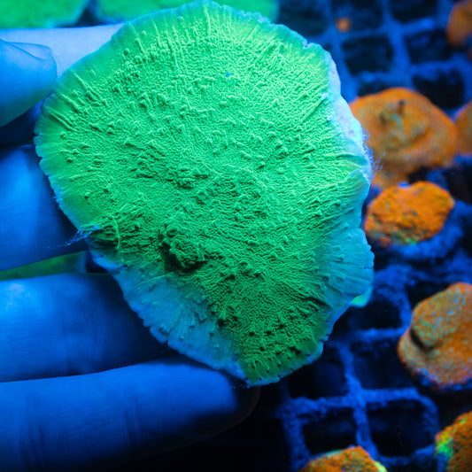 ORA Blue Polyp Montiopora Coral