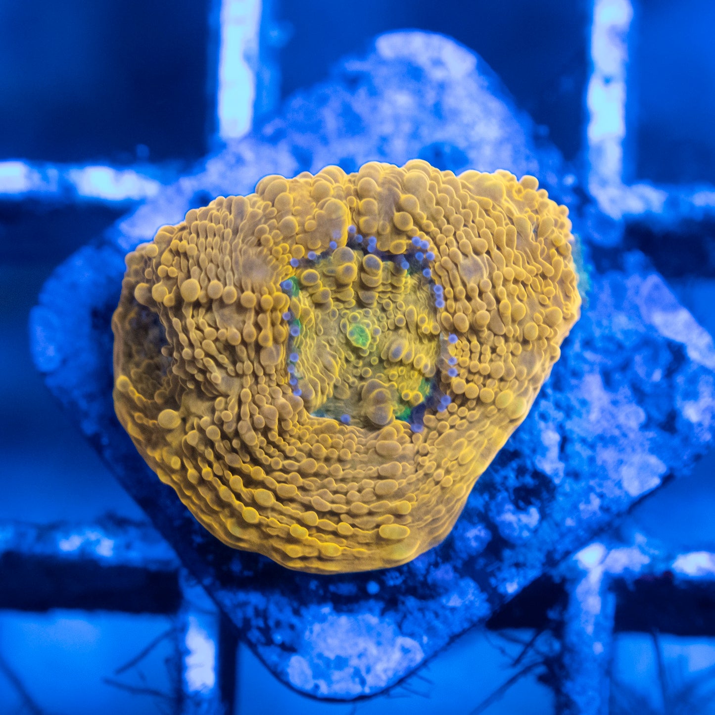ORANGE CRUSH ACAN ECHINATA