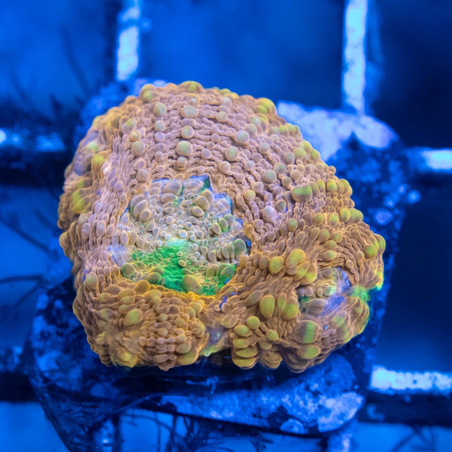 ORANGE CRUSH ACAN ECHINATA