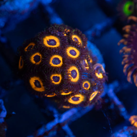 Omega Red  Zoa  WYSIWYG coral from AquaGemCorals