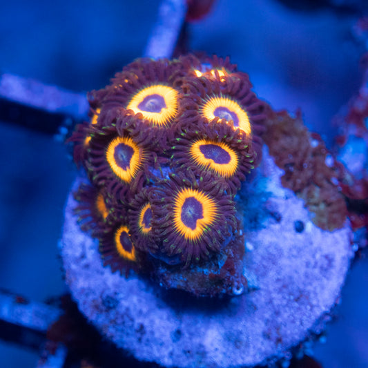 Omega Red  Zoa  WYSIWYG coral from AquaGemCorals