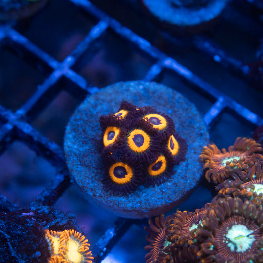Omega Red Zoa