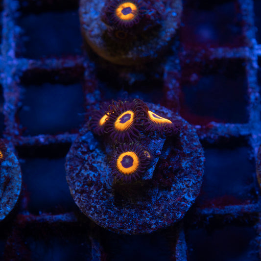 Omega Red Zoa