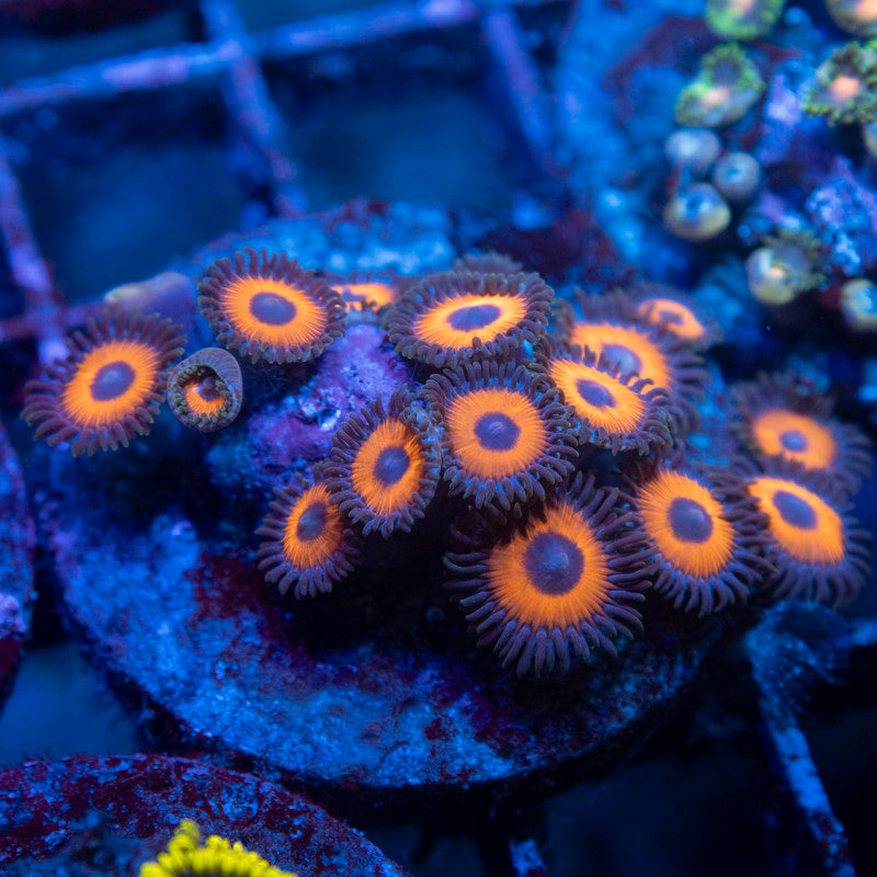 Omega Red Zoa