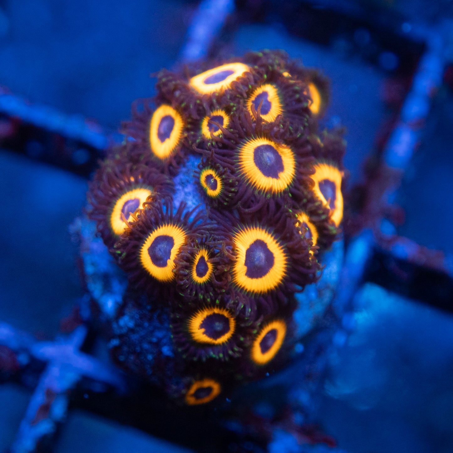 Omega Red  Zoa WYSIWYG coral from AquaGemCorals