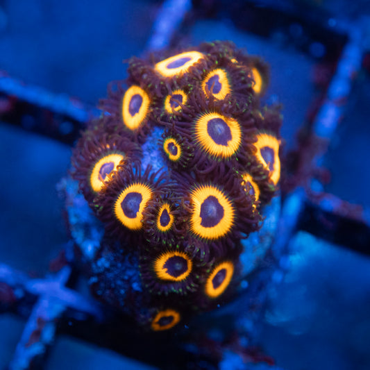 Omega Red  Zoa WYSIWYG coral from AquaGemCorals