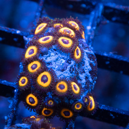 Omega Red Zoas