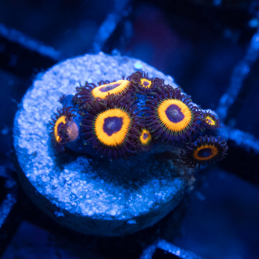 Omega Red Zoas