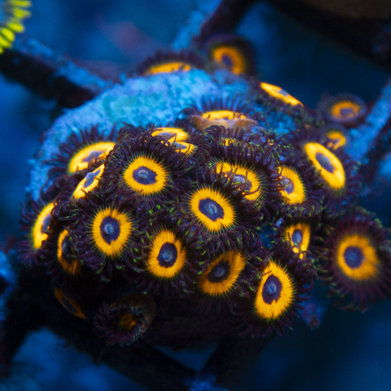 Omega Red Zoas live coral for reef aquarium
