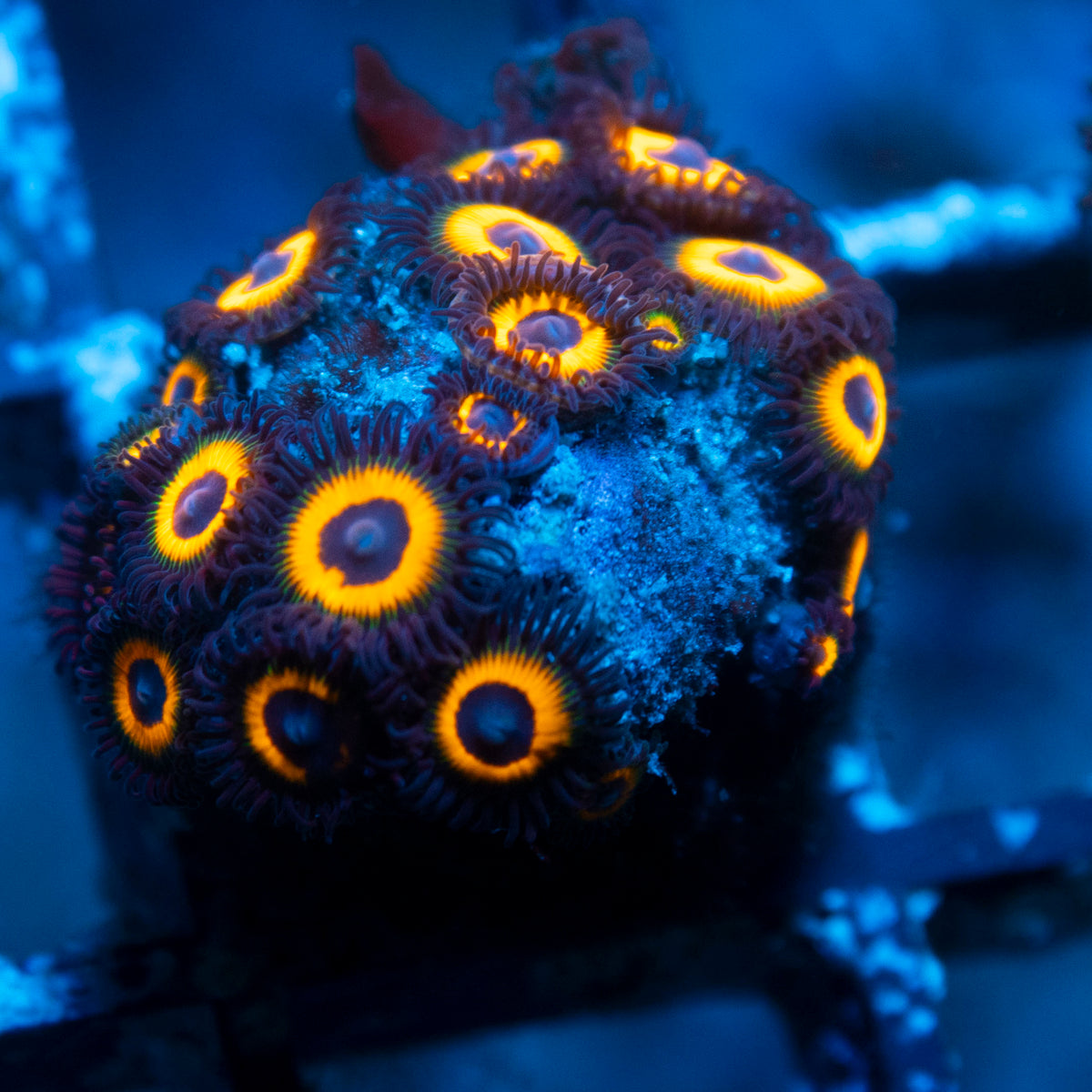 Omega Zoa live reef coral - AquaGemCorals