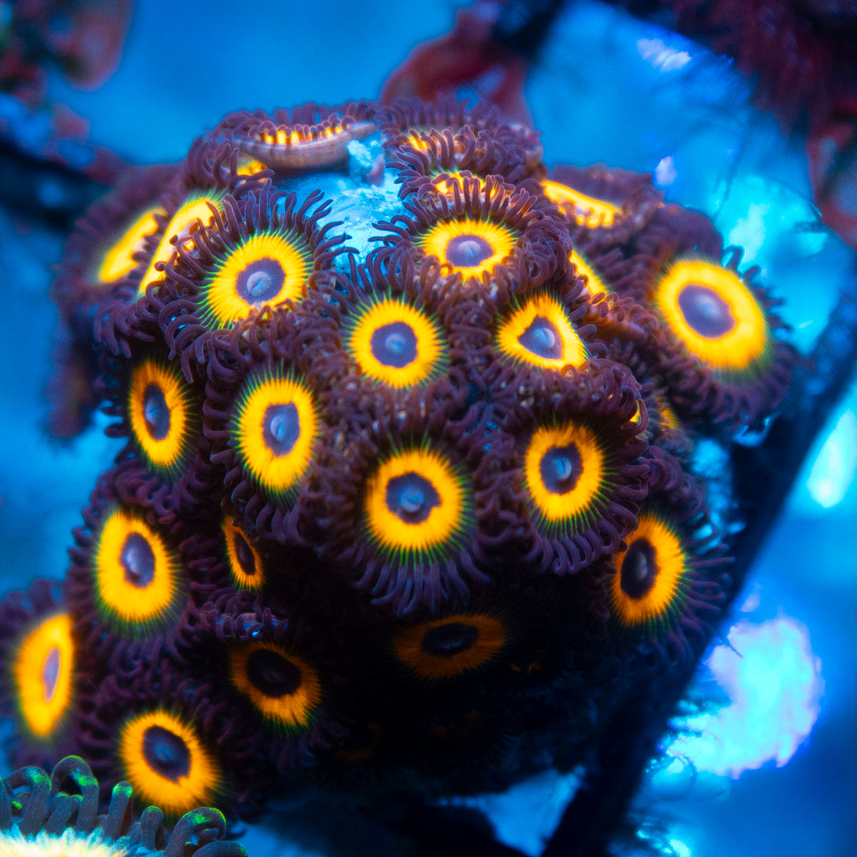 Omega Zoa live reef coral - AquaGemCorals