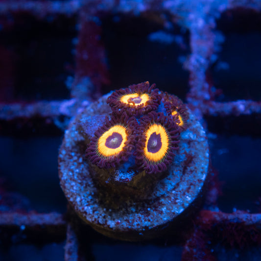 Omega Red Zoa