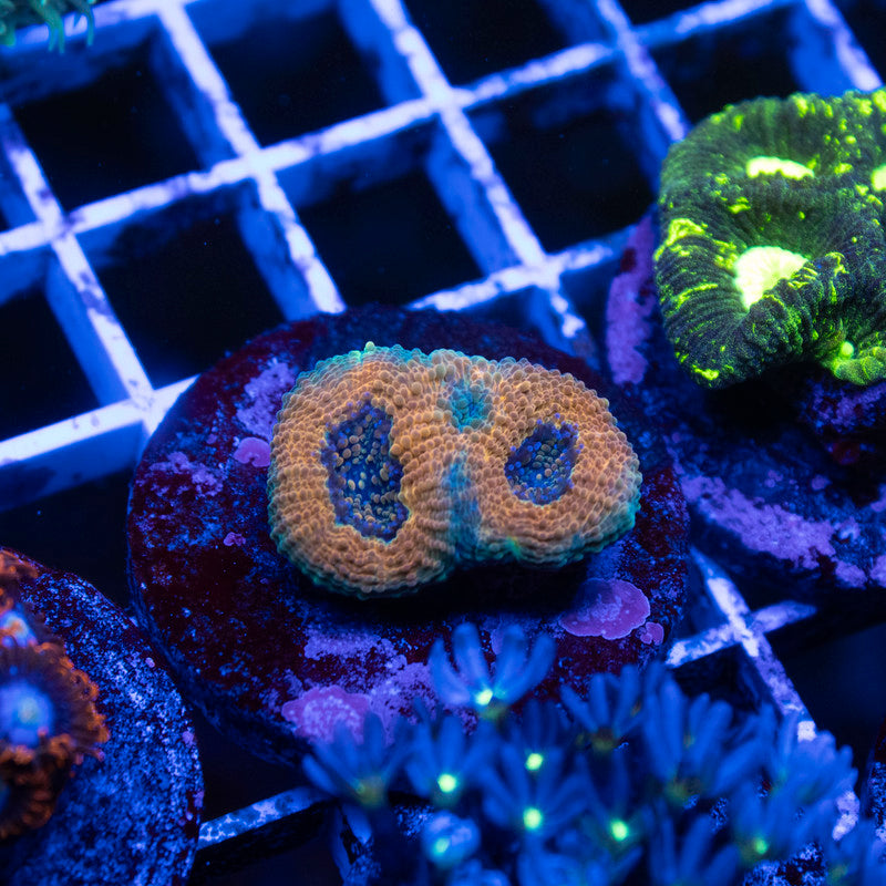 Orange Acan Echinata