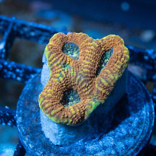 Orange Acan Echinata - AquaGemCorals