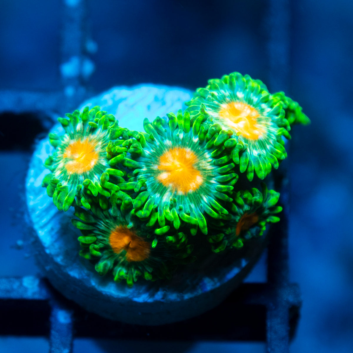 Orange Burst Zoanthids live reef coral - AquaGemCorals